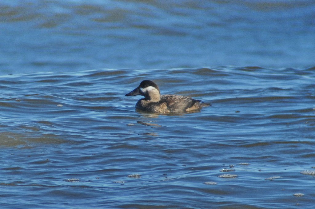 Duck, Black Scoter, 2009-10252919 Parker River NWR, MA.JPG - Black Scoter. Parker River NWR, MA, 10-25-2009